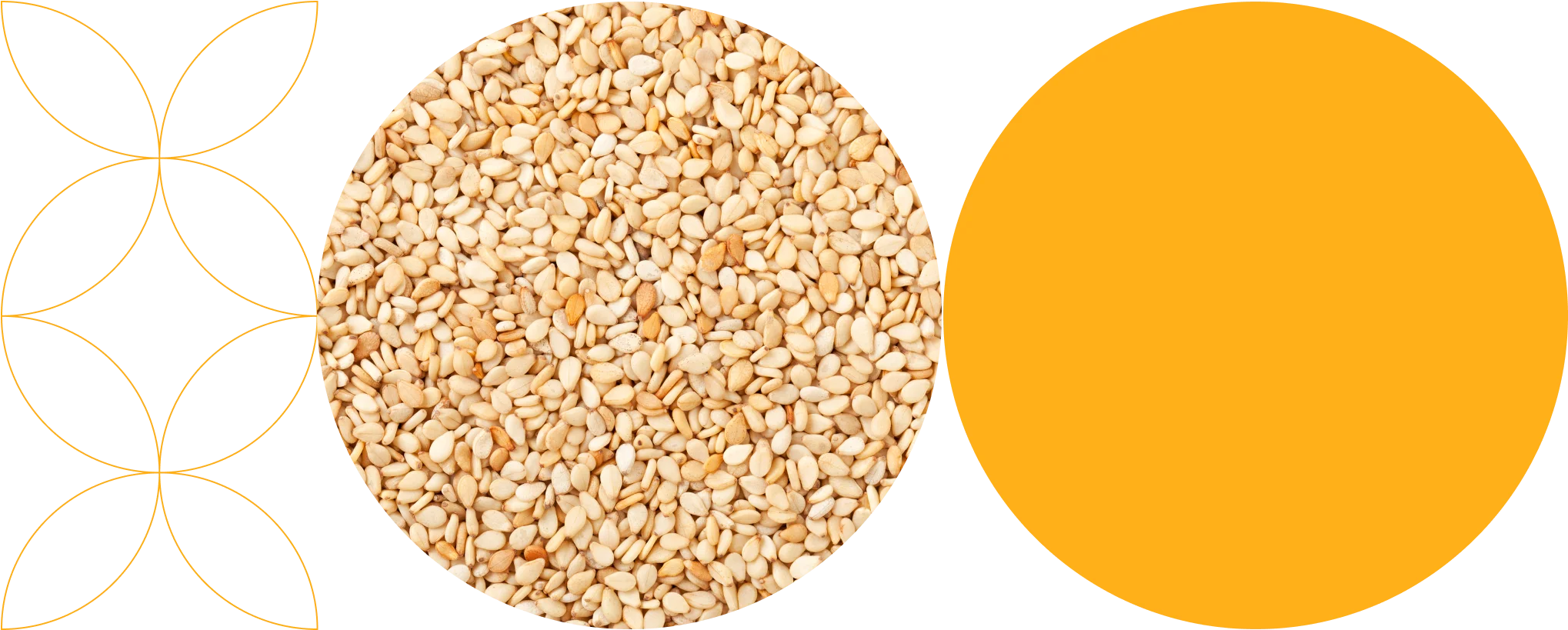 Sesame