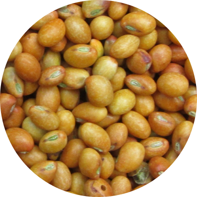 Pigeon Peas