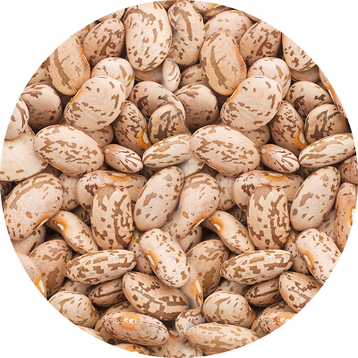 Pinto Beans