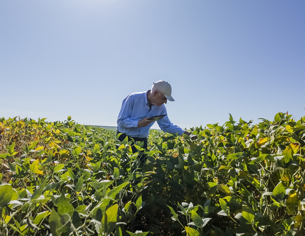 Produtor analisando plantação de feijão com foco em manejo e produtividade no campo